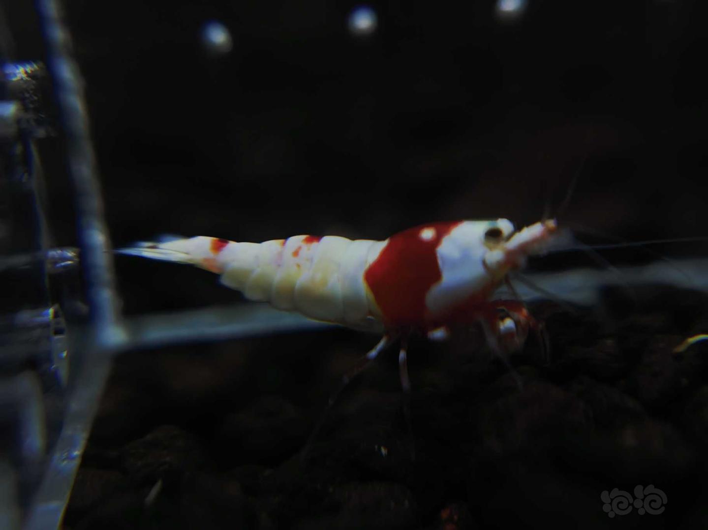 【虾】2020-04-14#RMB拍卖红白水晶虾一份-图6