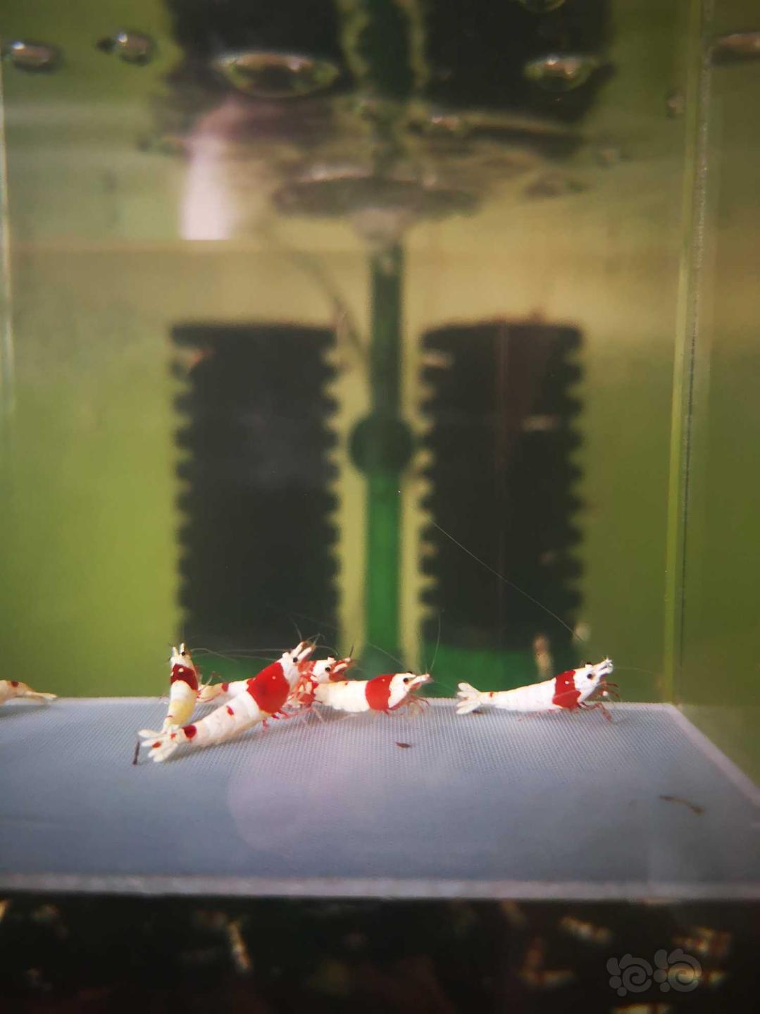 【虾】2020-4-5#RMB拍卖#红白水晶虾一份6（3公3母）-图2
