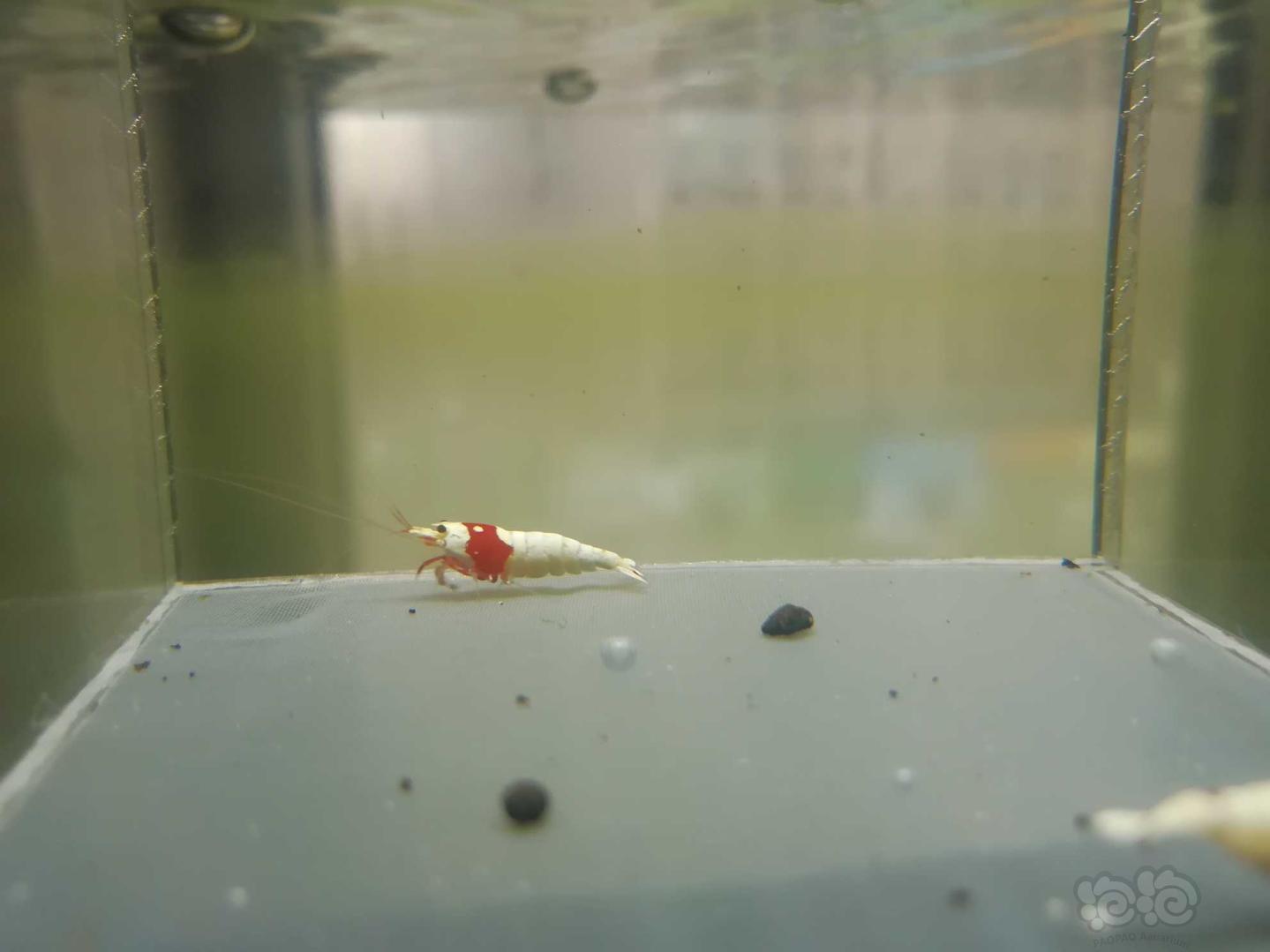【虾】2020-04-21#RMB拍卖#红白纯血水晶虾一份2只-图5