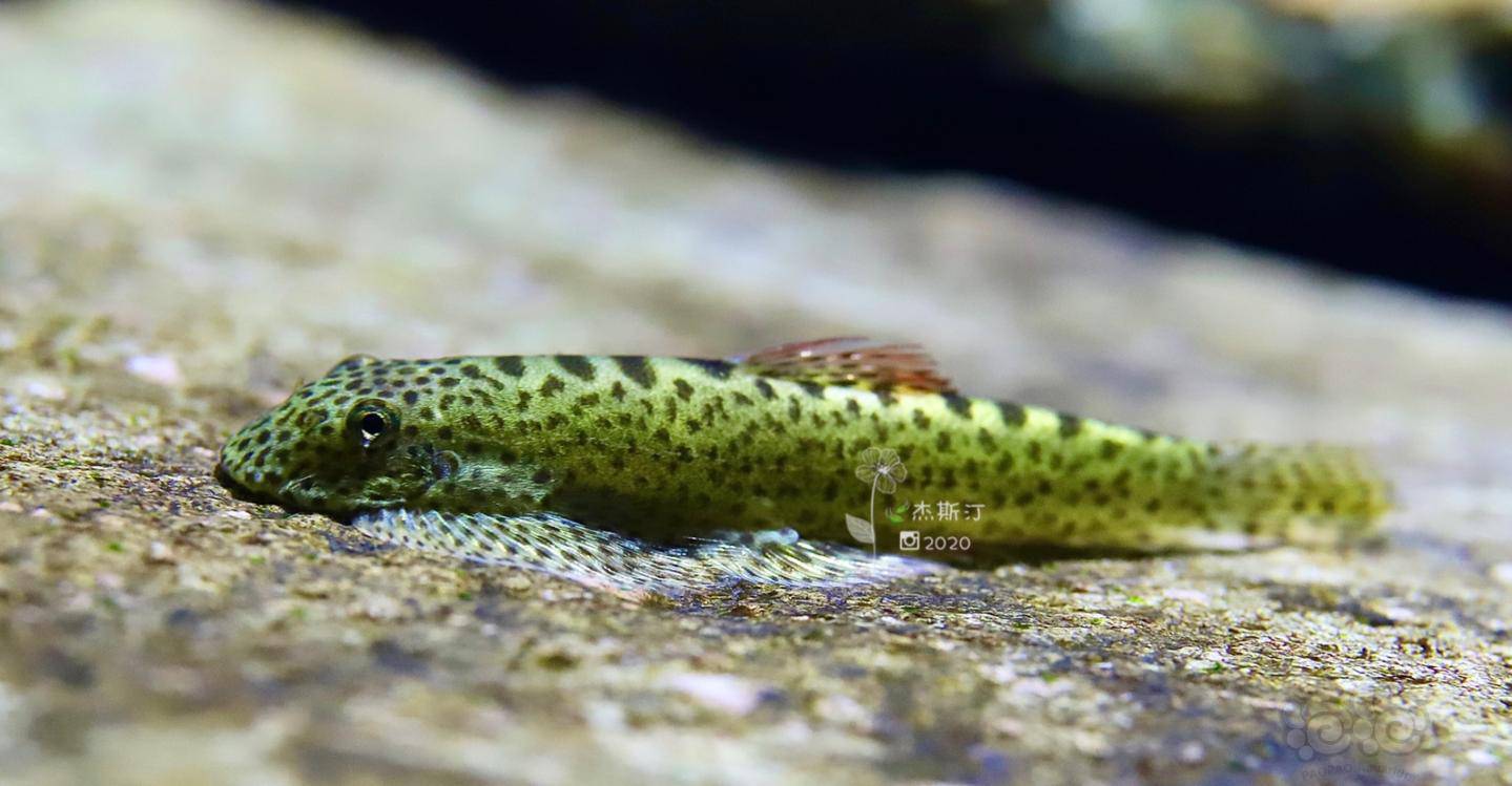 紫鳍宽头拟腹吸鳅