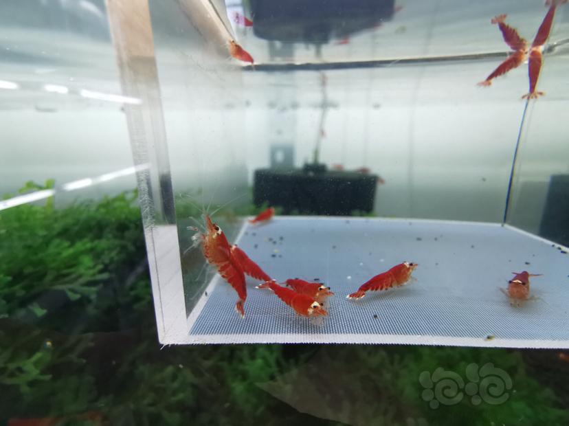 【虾】2020-04-13#RMB拍卖圣诞红全红一份10只-图4