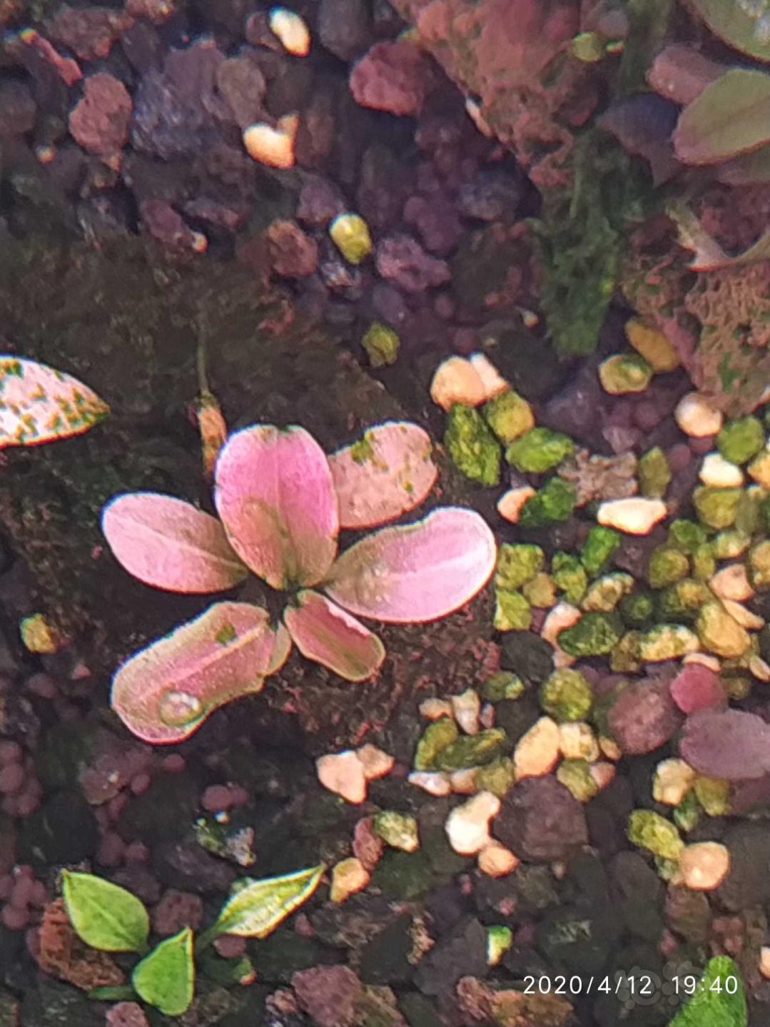 粉红海又长出了一片叶子-图1