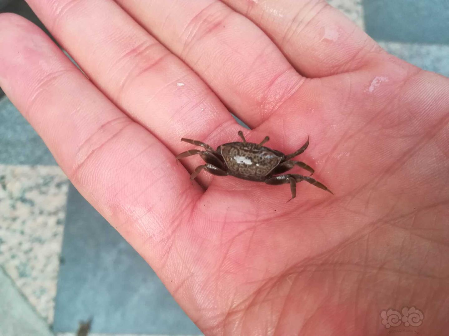 中国最小的螃蟹图片
