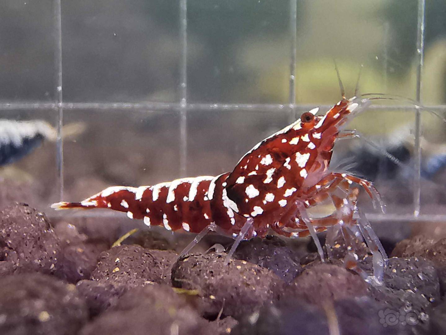 20200422rmb拍卖红银河水晶虾一份6只