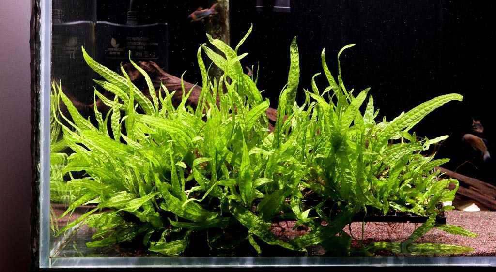 出几份物美价廉的菲律宾铁皇冠