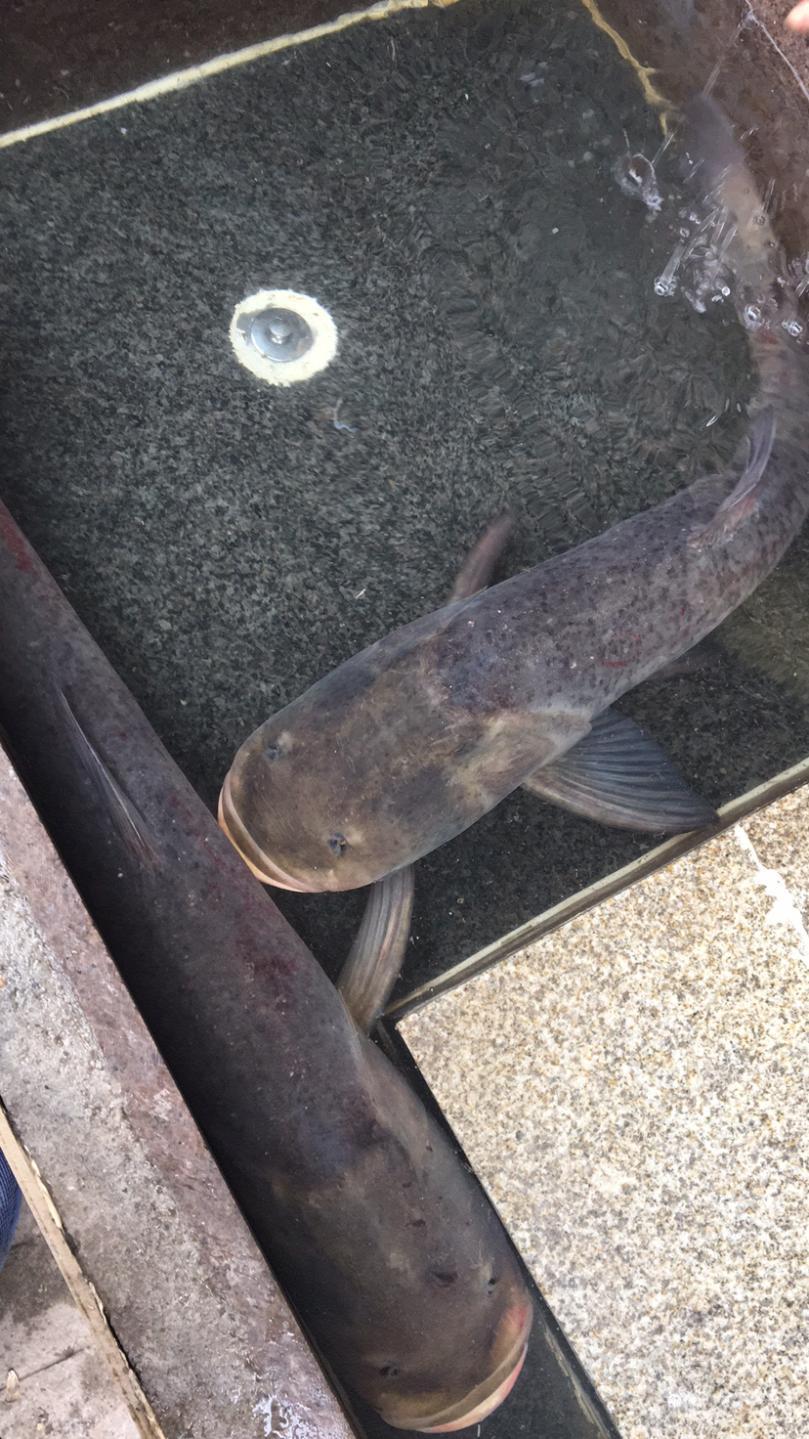 灯科鱼大型可食用冷水鱼