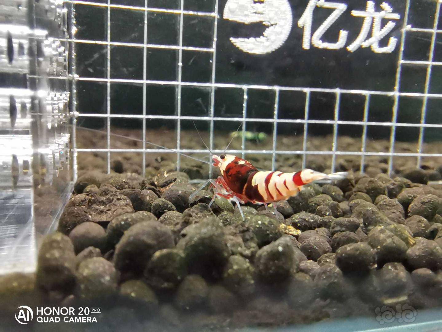 2020424rmb拍卖红虎p一份6只