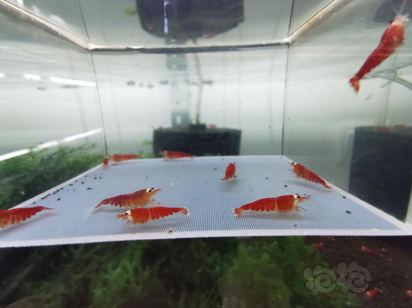 【虾】2020-04-13#RMB拍卖圣诞红全红一份10只-图8