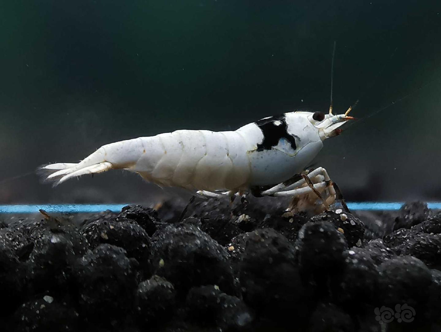 【虾】2020-04-29#RMB拍卖黑白水晶虾一对-图3