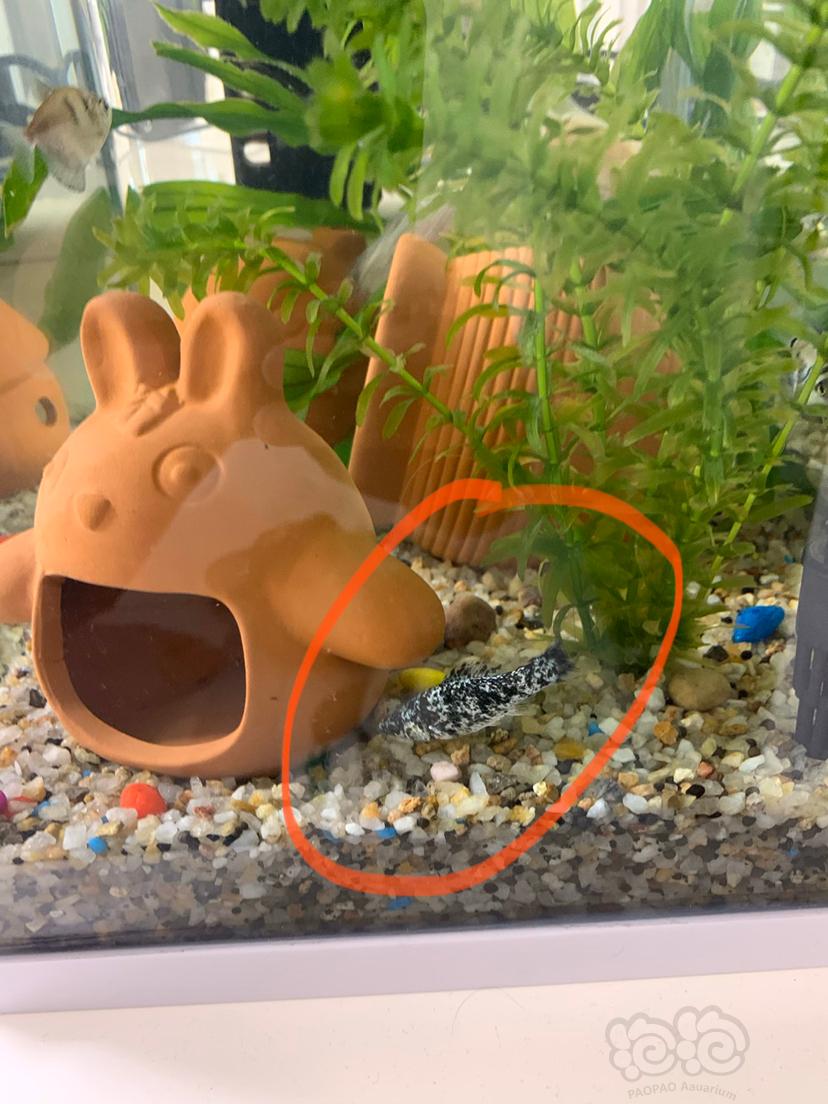 【其它】请问这是什么鱼？-图1