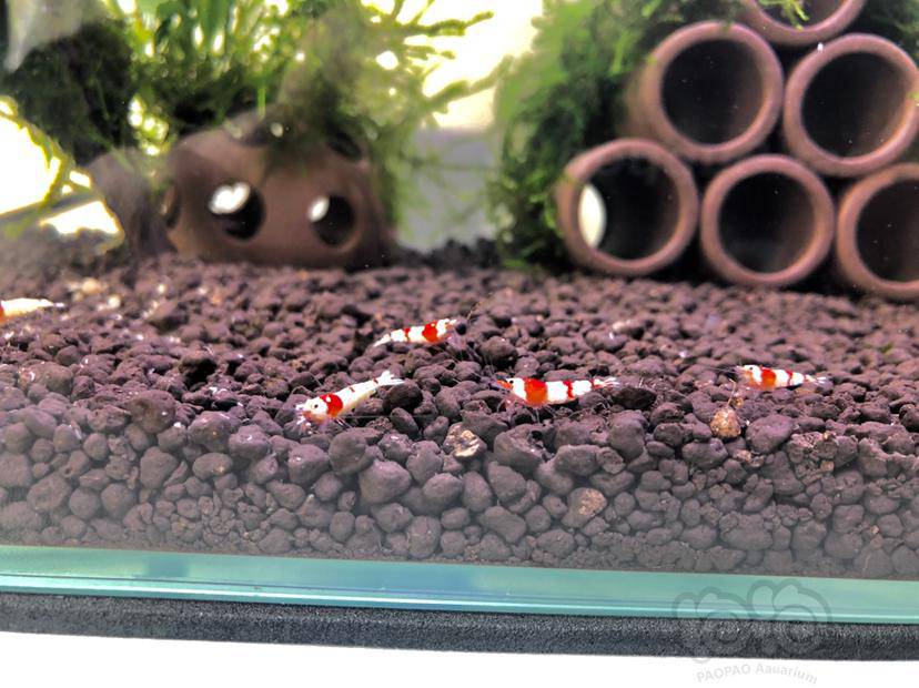 缸里长了剑水蚤和蛋白虫