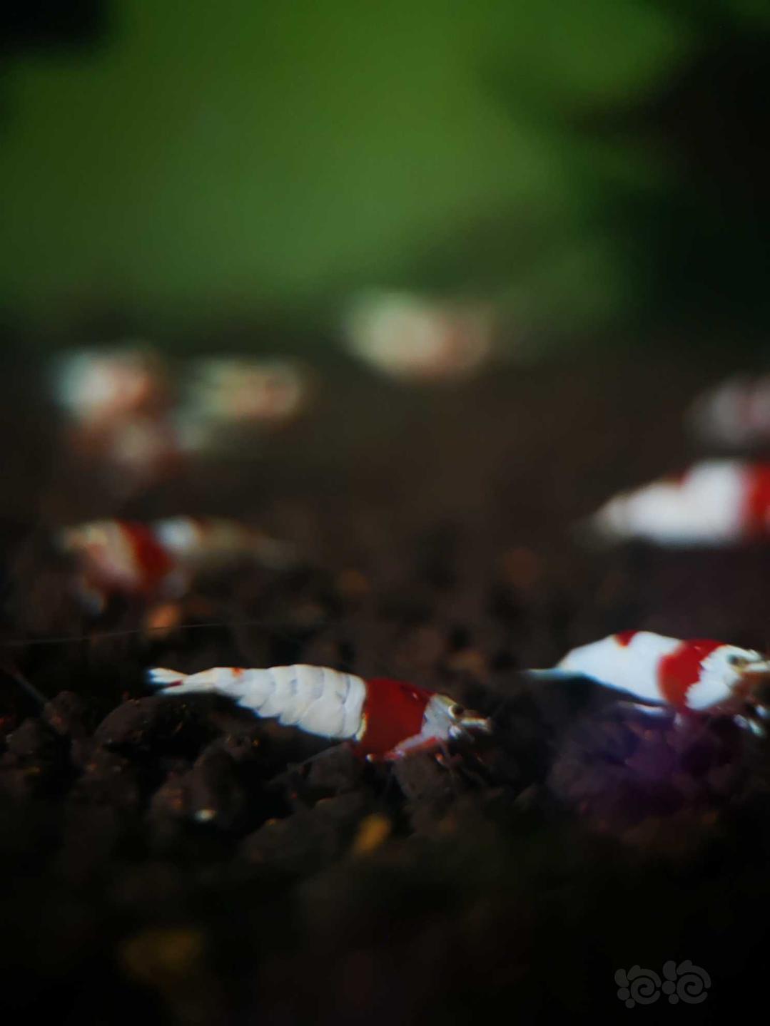 【虾】2020-4-16#RMB拍卖#红白水晶虾幼虾一份8只-图3