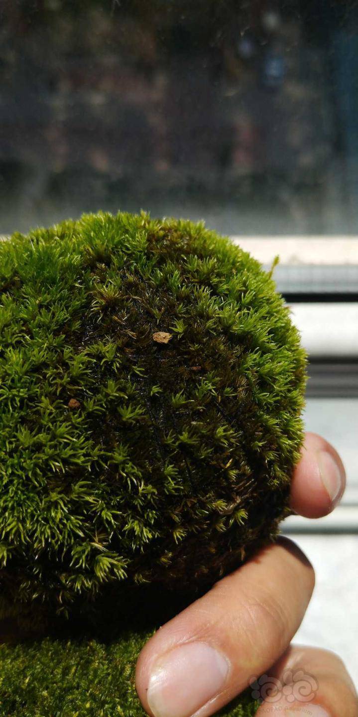 苔藓一个礼拜没管没浇水咋就不死呢很神奇白发藓还有新芽了