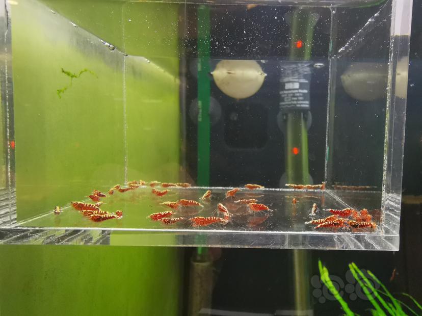 【虾】2020-04-27#RMB拍卖红银河鱼骨幼虾一组50只-图2