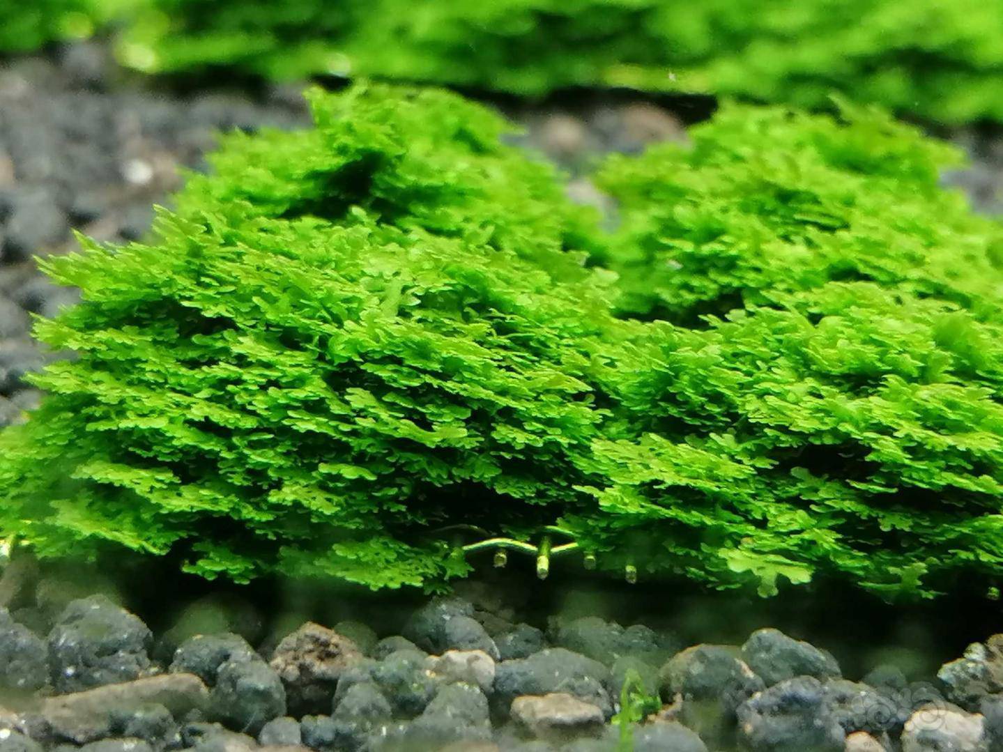 水草出售迷你珊瑚莫丝2份