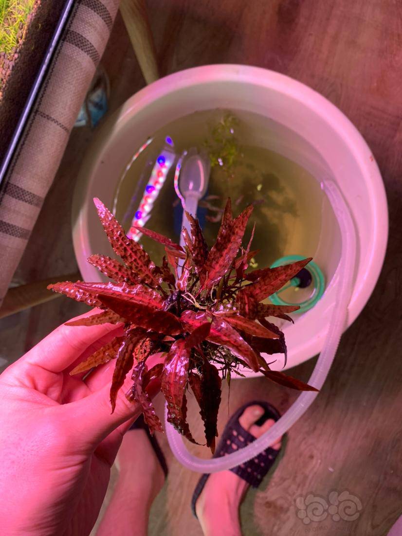 出普太箦藻紫线阿芬椒草