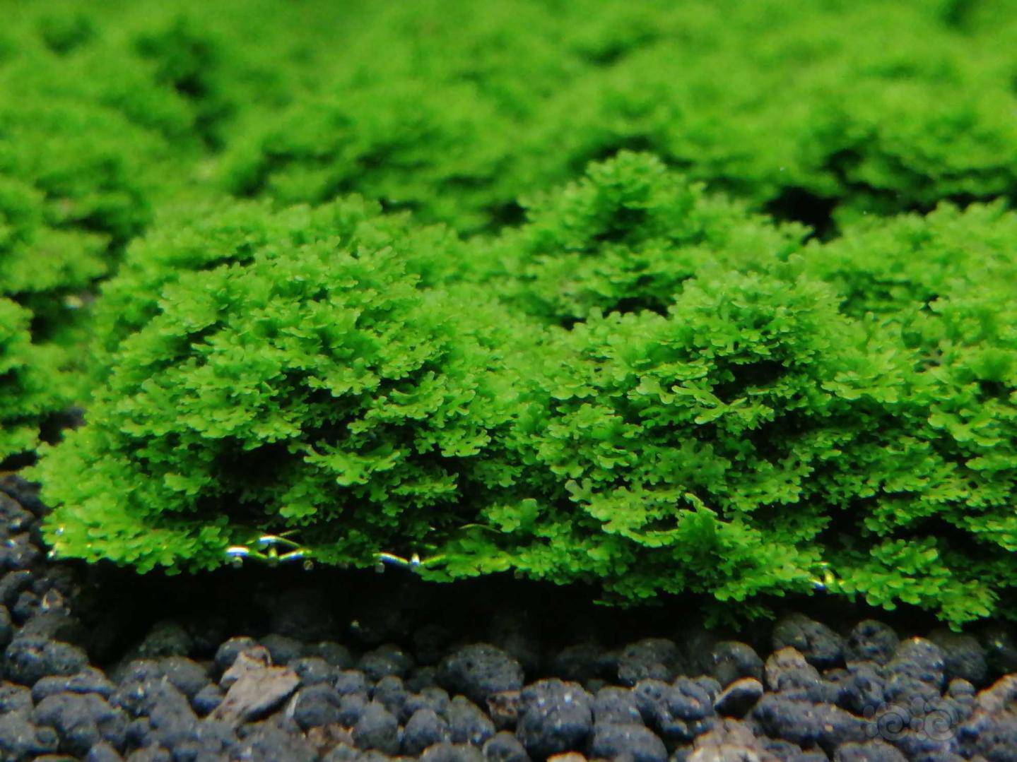 20200416rmb拍卖迷你珊瑚莫丝一片2