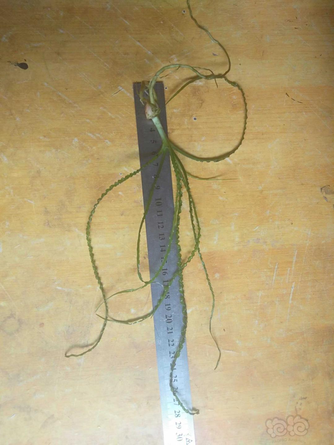买了个细叶龙鞭，求种植方法-图2