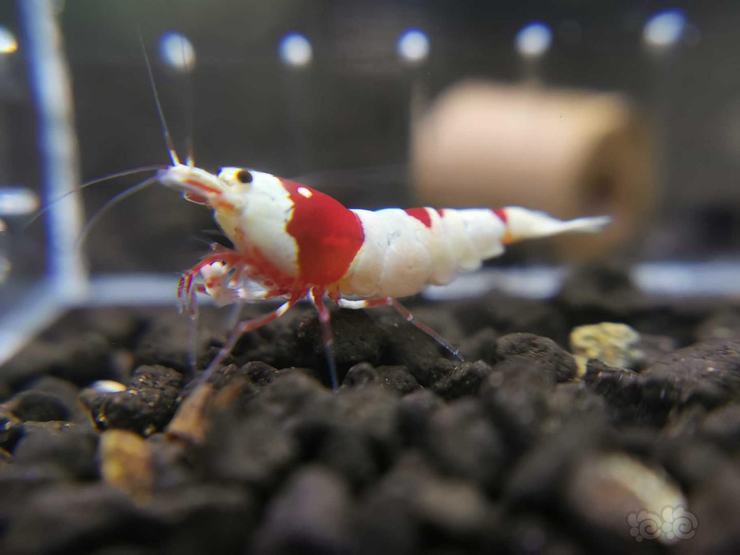 【虾】2020-04-14#RMB拍卖红白水晶虾一份-图5