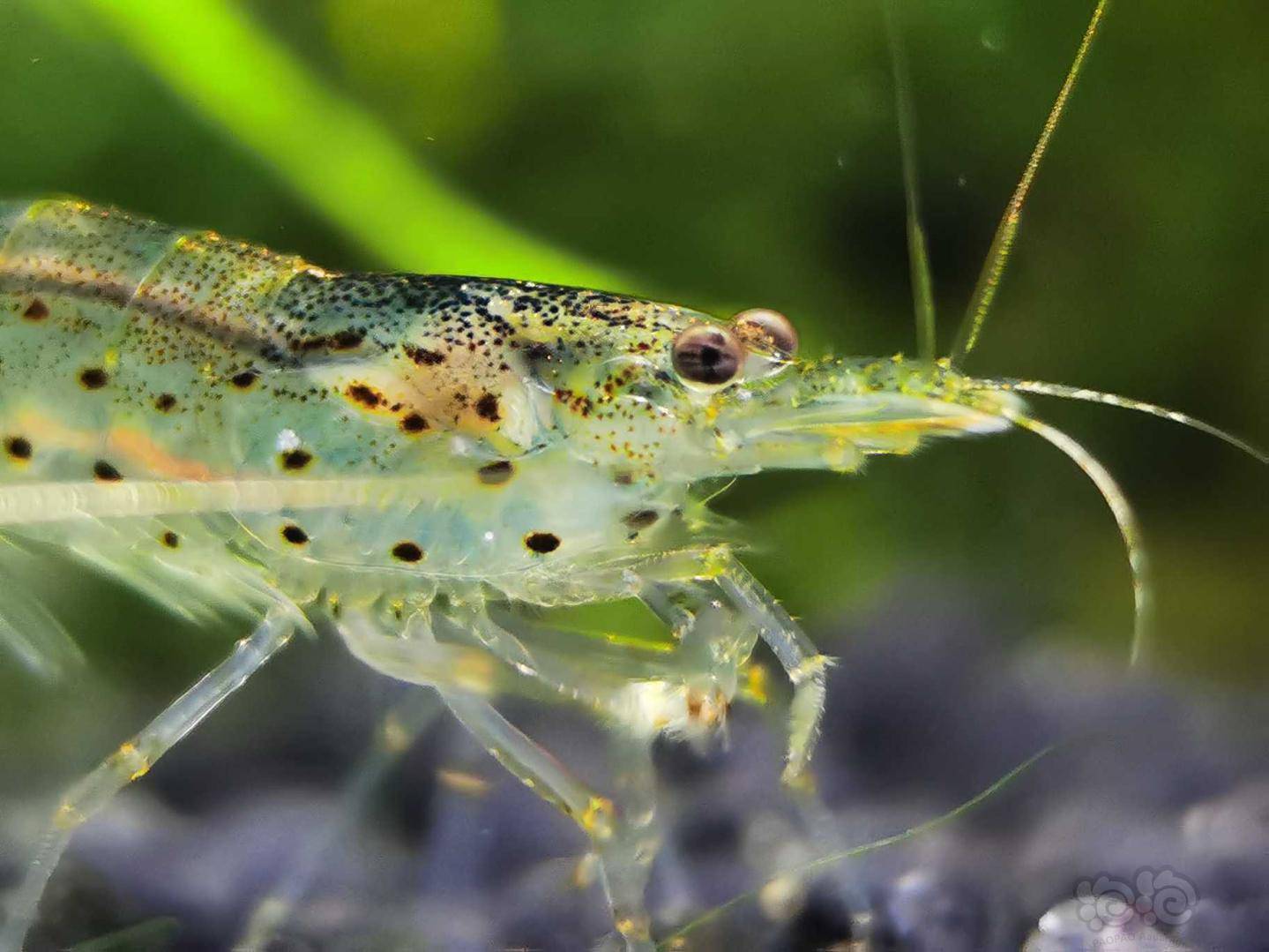 大和藻虾拍照挺上镜的