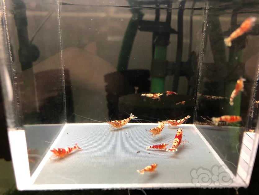 【虾】2020-4-09#RMB拍卖红花虎幼虾10只-图2
