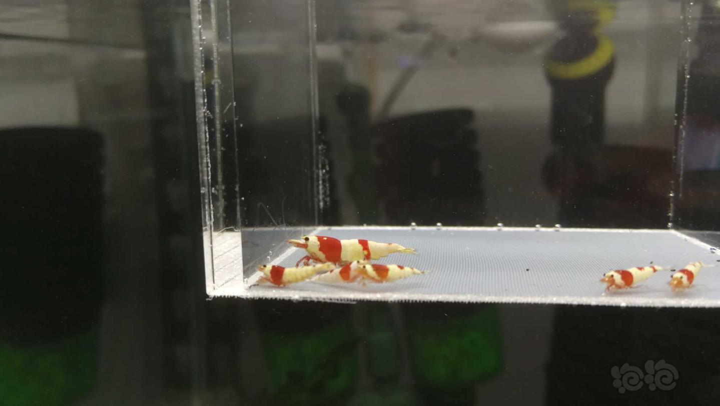 【虾】2020-04-25#RMB拍卖#红白水晶虾一份8只-图2