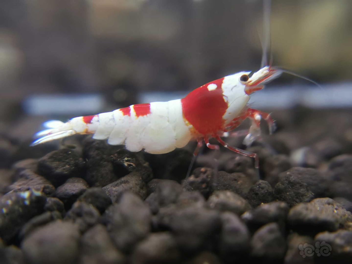 【虾】2020-04-14#RMB拍卖红白水晶虾一份-图4