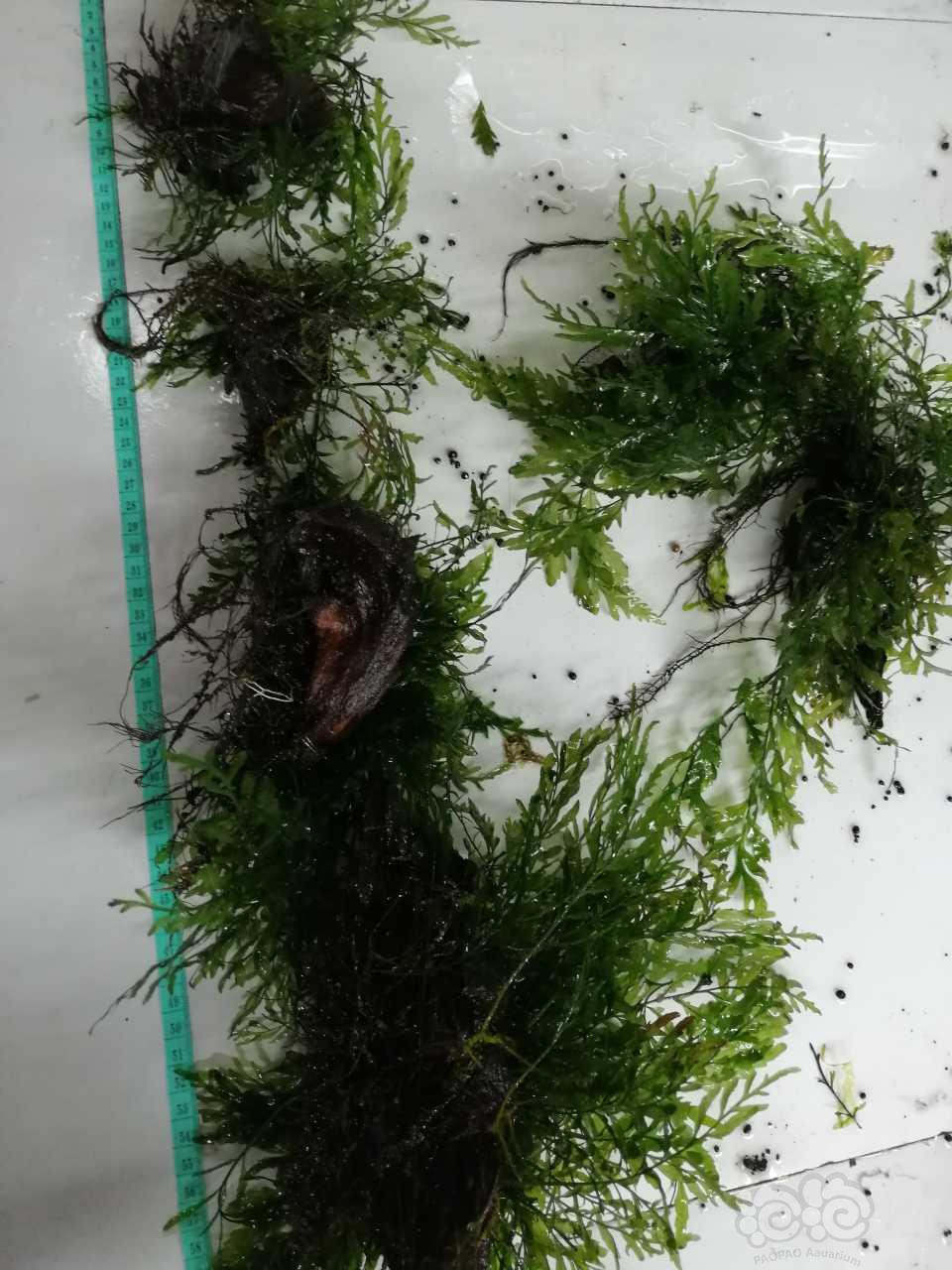 【水草】出售沉木定植的黑木蕨-图8