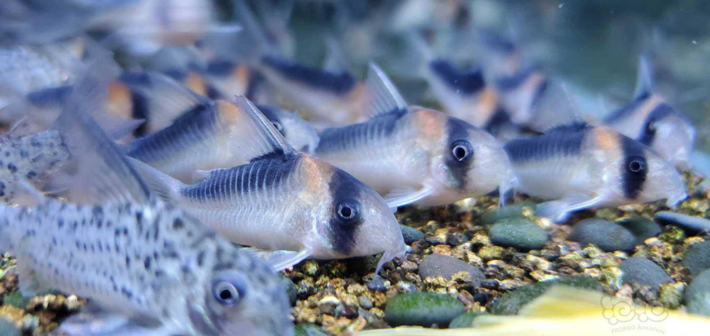 鼠鱼黑金红头懂得看