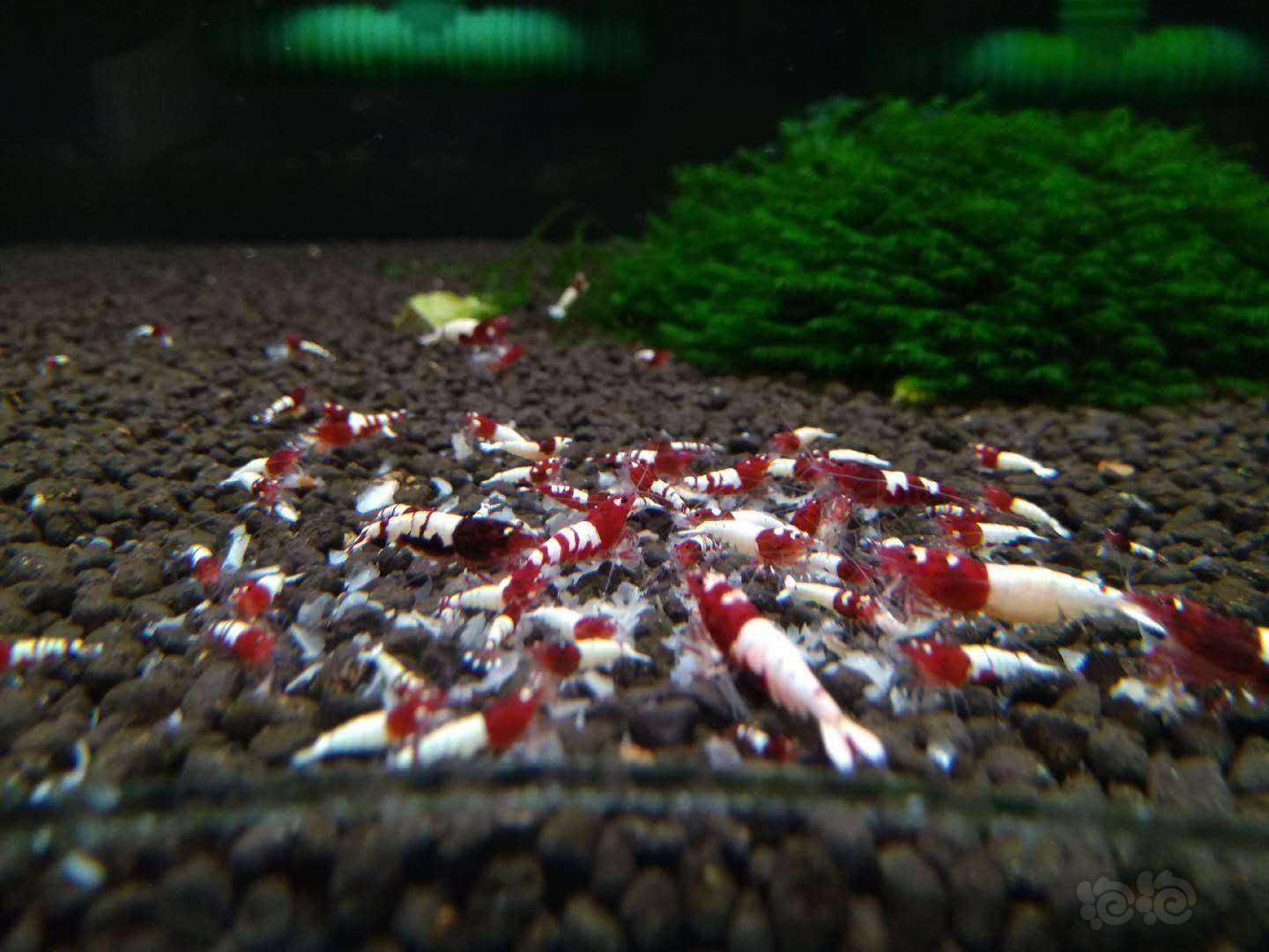 水晶虾 银河 红白 姘头 酒红-图3