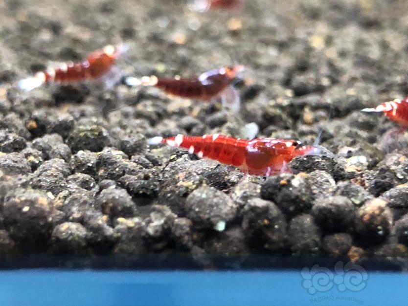 【虾】2020-04-07#RMB拍卖玫瑰金幼虾4只-图5