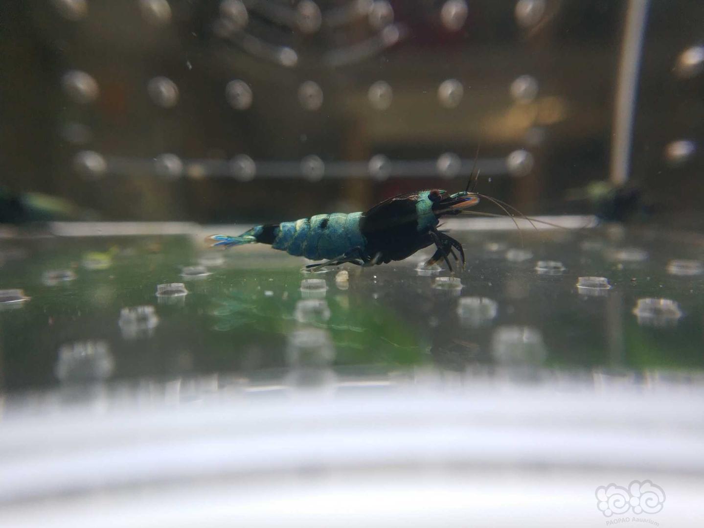 【虾】2020-04-25#RMB拍卖蓝躯花头4只-图4