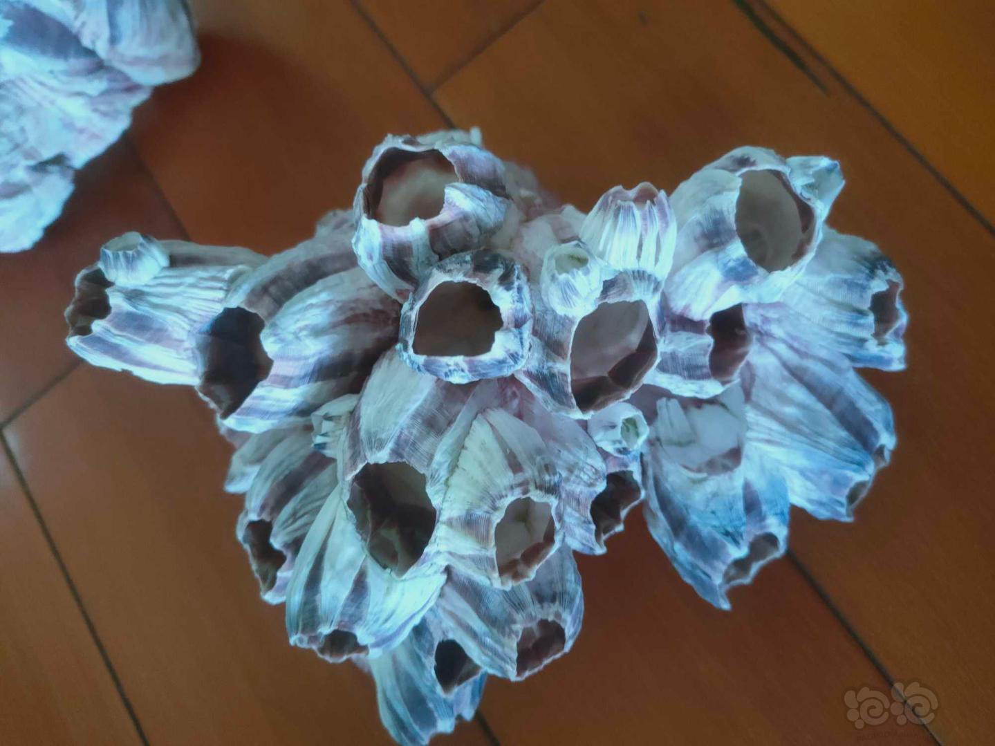 【其他】出鱼缸造景天然海石花，紫藤壶壳-图3