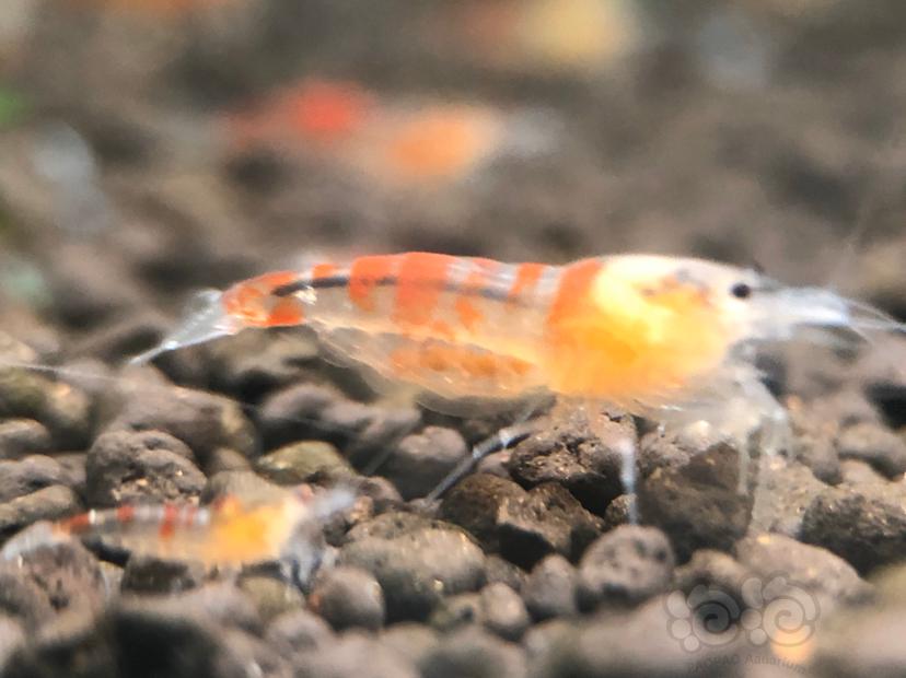 【虾】2020-04-12#RMB拍卖#黄金龙水晶虾一份5只-图5