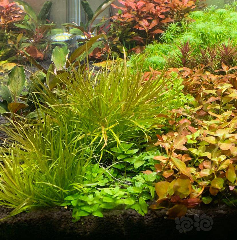 出普太箦藻紫线阿芬椒草