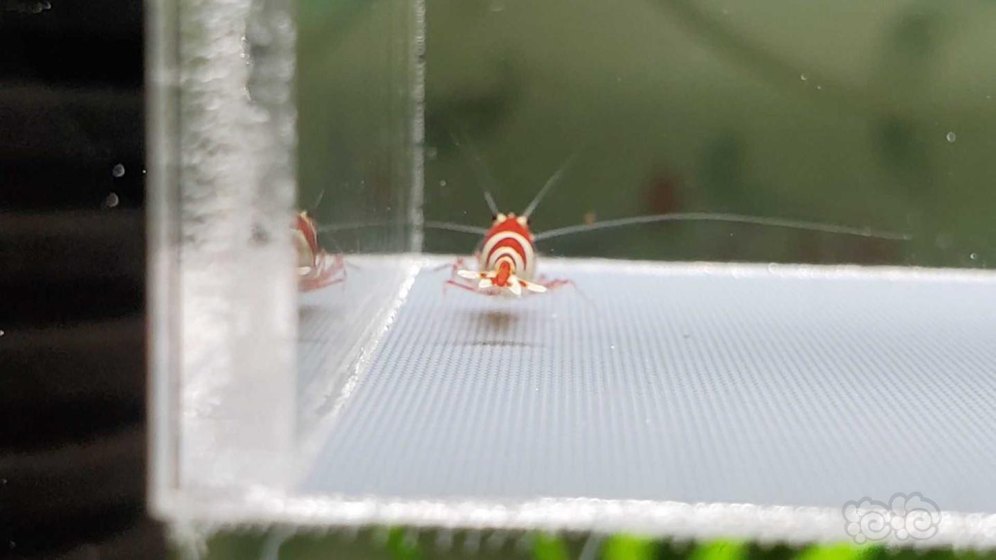 【虾】2020-04-09#RMB拍卖红白水晶虾10只。-图3