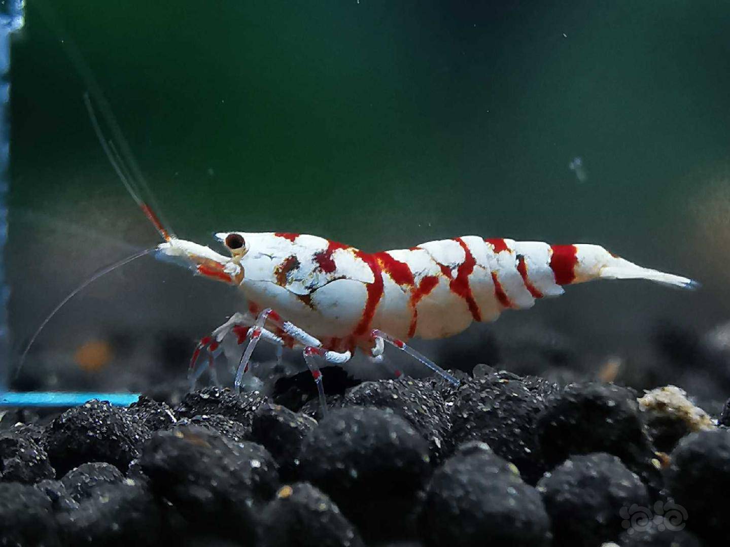 20200424rmb拍卖红花虎水晶虾一对