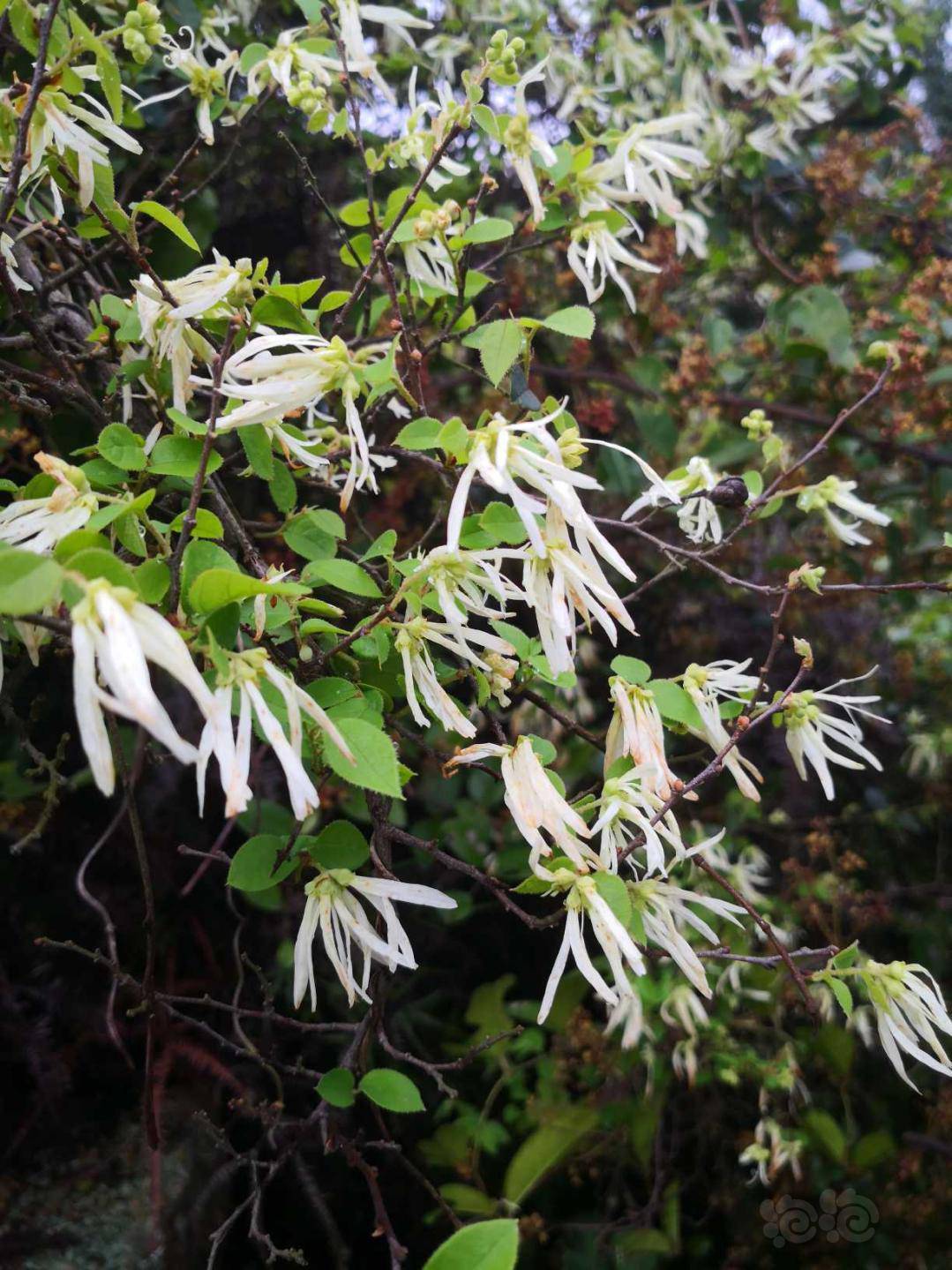 【交流】上山踏青遇清明花