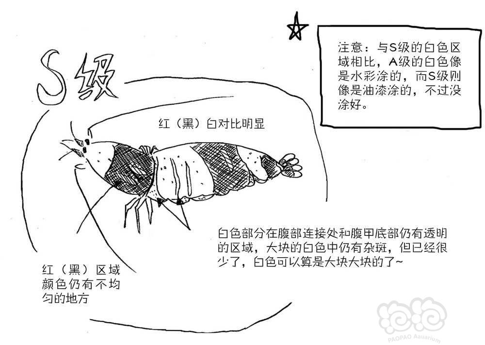 水晶虾分级科普-图4