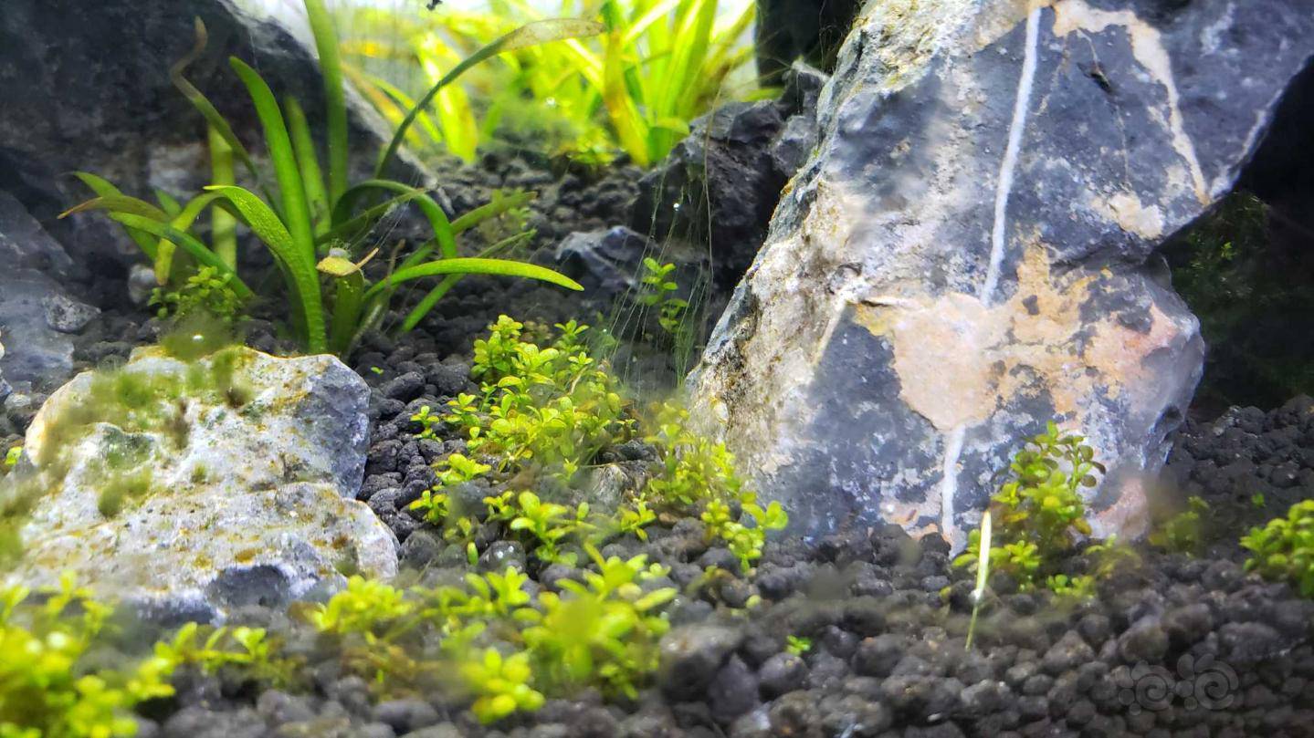 新人求助草缸爆藻养鱼虾都死