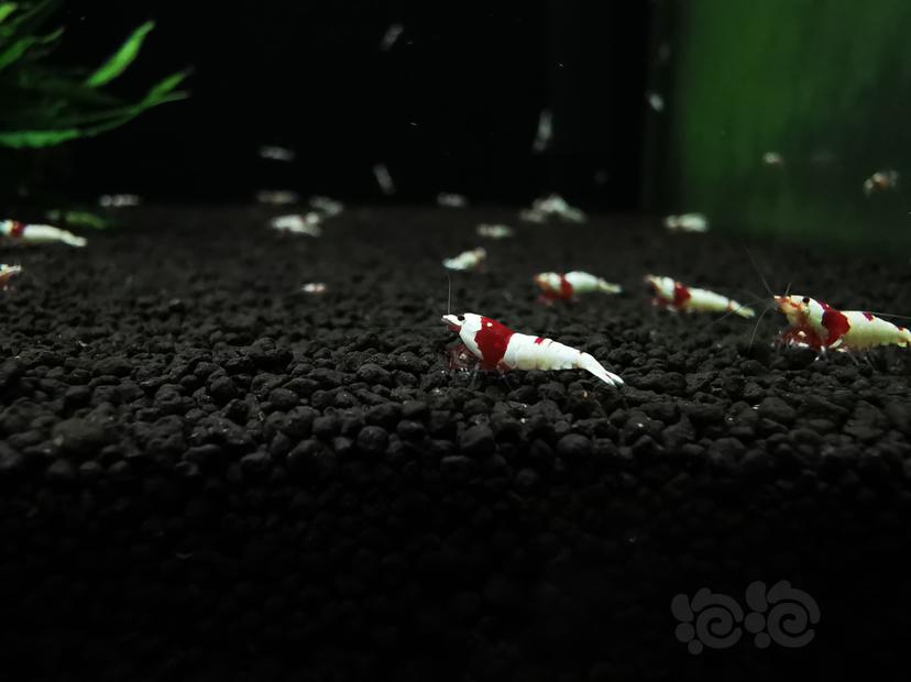 【虾】2020-04-06#RMB拍卖红白幼虾一组5只-图3