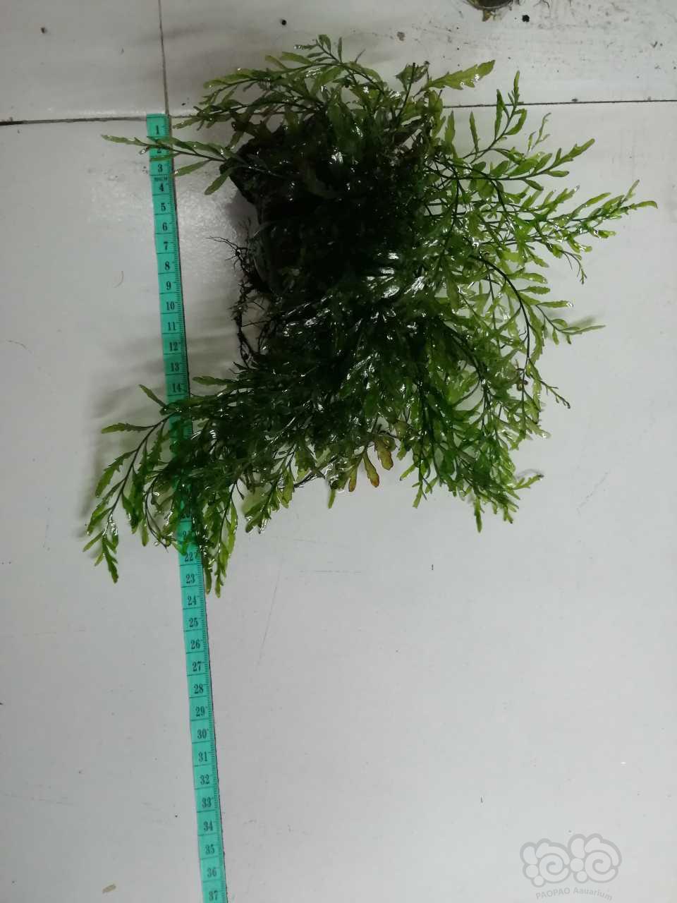 【水草】出售沉木定植的黑木蕨-图2