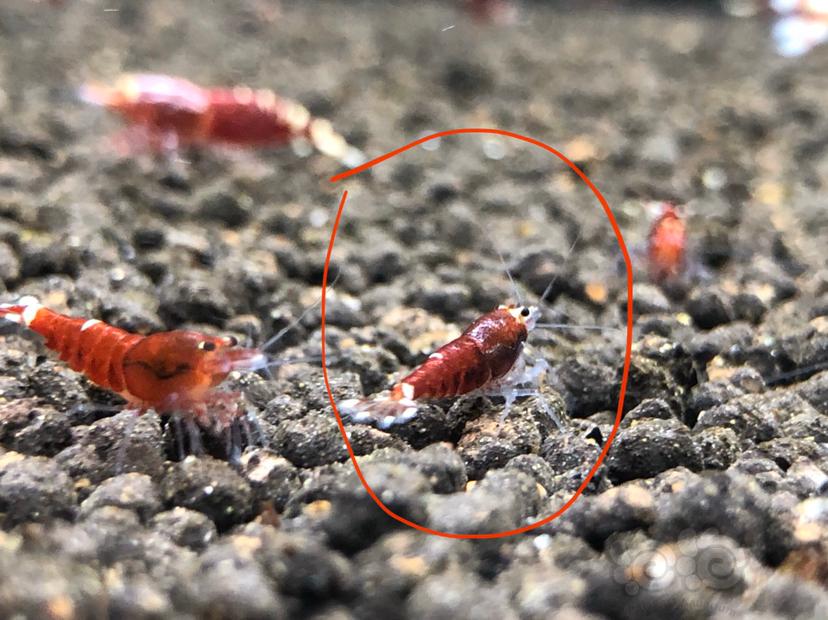 【虾】2020-04-07#RMB拍卖玫瑰金幼虾4只-图8
