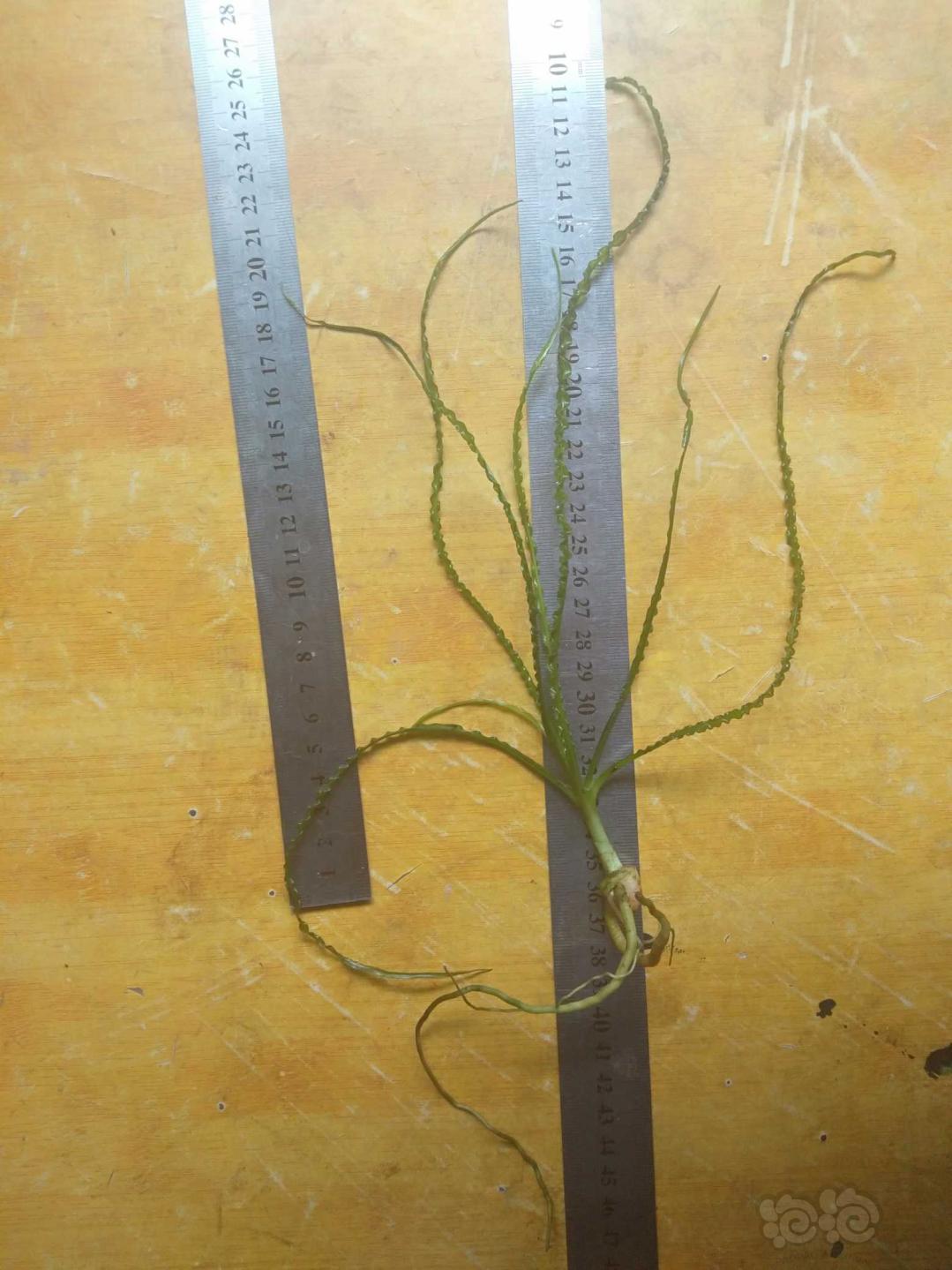 买了个细叶龙鞭，求种植方法-图1