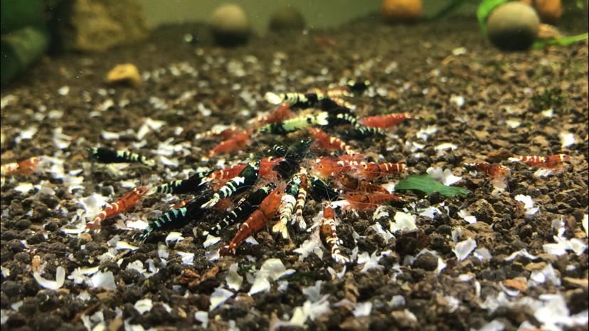 【水晶虾】清缸-黑红虎p水晶虾-图1