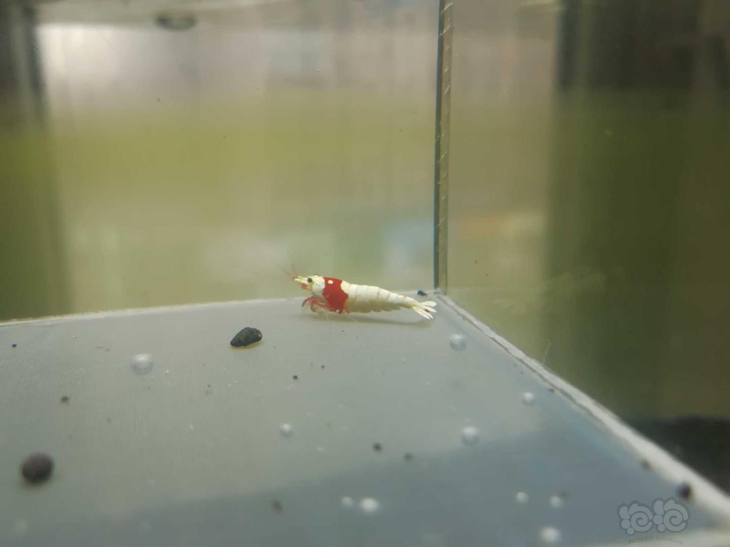 【虾】2020-04-21#RMB拍卖#红白纯血水晶虾一份2只-图1