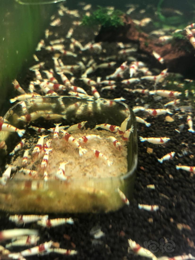 出自养红白水晶虾-图6