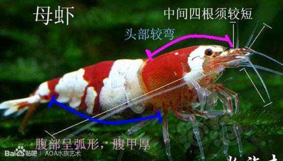 水晶虾公母的区分-图2