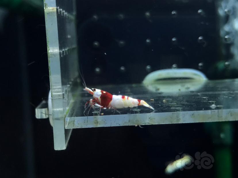 【虾】2020-04-28#RMB拍卖#红白水晶虾一份3只-图2