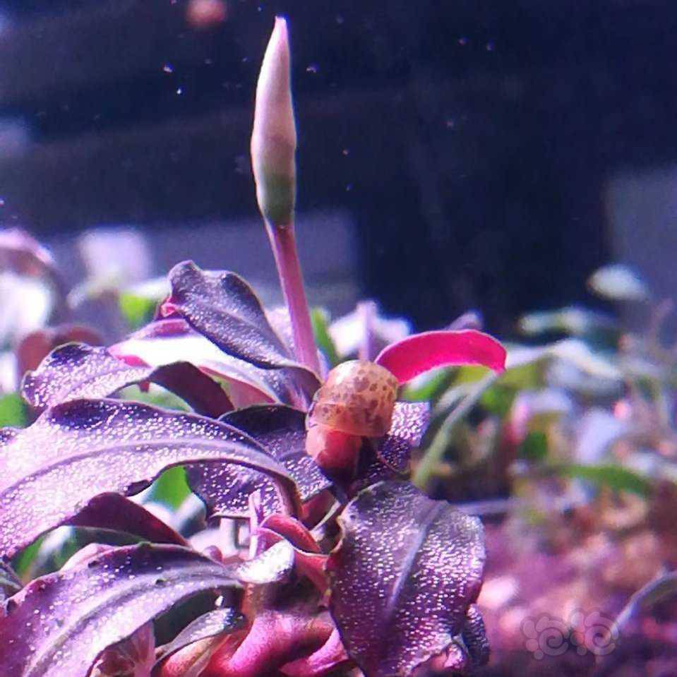 出一丛老幻影辣椒榕